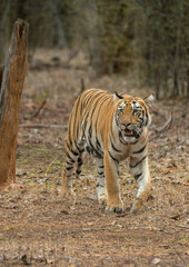 Fototapeta na wymiar Tiger near tree at Tadoba Andhari Tiger Reserve,Maharashtra,India