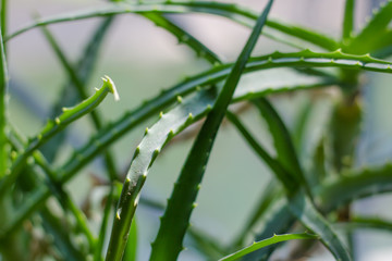 Aloe vera branches on the windowsill. Aloe plant Background from green plants.