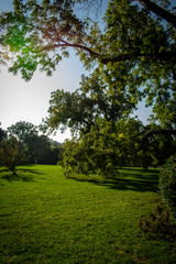 trees in the park