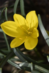 Obraz premium crocus jaune