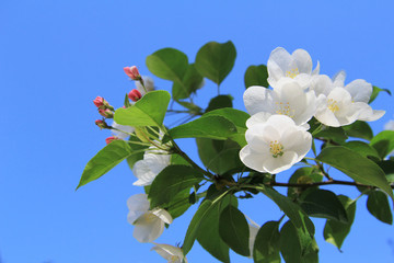 A branch of a spring white Apple tree blooms against the blue sky. Copyspace.