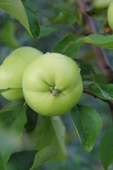 Young green apples on an apple after a rain