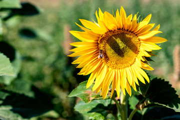 Fototapeta premium Biene auf einer Sonnenblume in einem Feld