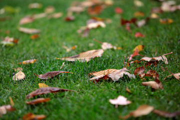park grass autumn leaf background 