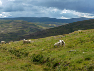landscape with angry rams and sheep