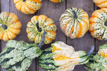 Pumpkins. Autumn. Variation. Agriculture. Vibrant Colors. Decor