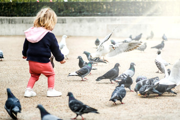 Girl child or small kid feeding pigeons at town square of Paris. Seagull flying over pigeons in...