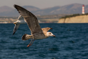 Naklejka premium Seagull flying over the sea on the background of the shore