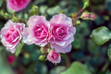 pale pink tea roses among the leaves on a summer morning