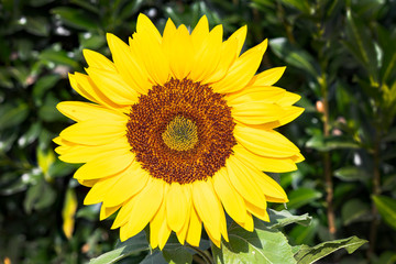 Sonnenblume im Garten im Hintergrund grüner Wacholder