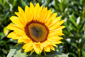Sonnenblume im Garten im Hintergrund grüner Wacholder