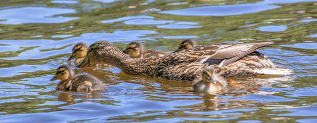 duck with small ducklings in water