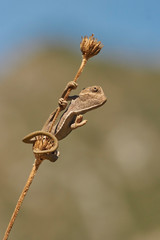 Common chameleon (Chamaeleo chamaeleon). Marbella, Andalusia Spain