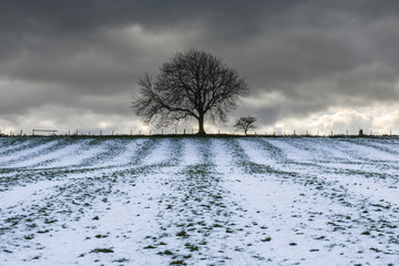 Tree silhouette at the end of a field dusted with snow