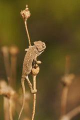 Common chameleon (Chamaeleo chamaeleon). Marbella, Andalusia Spain