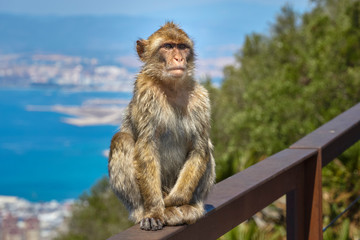 Macaques in the Rock of Gibraltar. British Territory