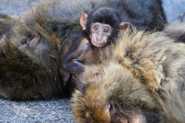 Macaques in the Rock of Gibraltar. British Territory