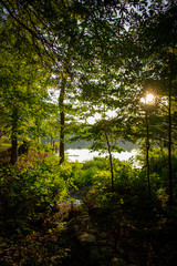 rays of sun in the forest