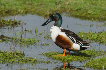 Fototapeta premium Male of common spoon duck (anas clypeata) in the lagoon of Fuente de Piedra, Malaga. Spain
