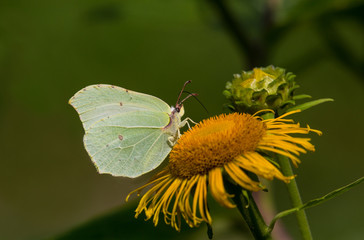 Common Brimstone (Gonepteryx rhamni) butterfly collects nectar on the flower Elecampane