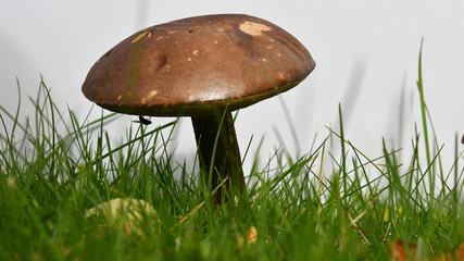 mushroom in grass - white background - 16:9