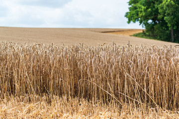 Kornfeld in Schleswig-Holstein im Spätsommer
