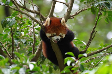 木に登ったレッサーパンダ