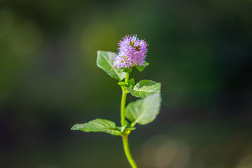 blue flower on green background