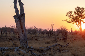 Baobab tree in an African savanna landscape at sunset. sunsets in africa, typical african savannah...