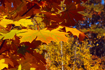 Naklejka na ściany i meble Autumn foliage close up. Cropped shot of yellow leaves. Maple tree, close up. Colorful nature texture.