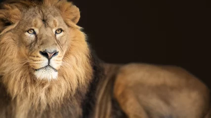 Türaufkleber König der Löwen Tier Hintergrund Banner © magann