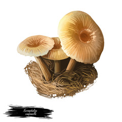 Xeromphalina campanella, golden trumpet or bell Omphalina mushroom closeup digital art illustration. Boletus has thin brown stalk with yellow cap. Mushrooming season, plants growing in forest