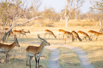 Naklejka na ściany i meble Red lechwe (Kobus leche) in savanna Botswana. Antelope kobus, tipical herbivore in south africa. Lechwe during game drive safari, prey for lions and leopards