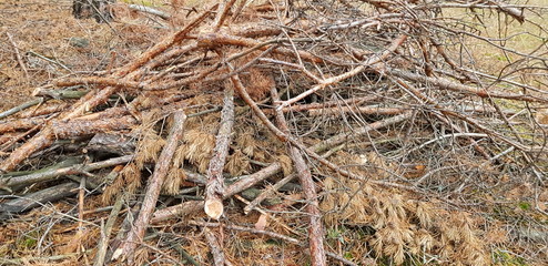 texture of logs