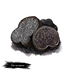 Tuber macrosporum or smooth black truffle mushroom closeup digital art illustration. Boletus has dark fruit body and grows under ground. Mushrooming season, plants growing in woods and forests