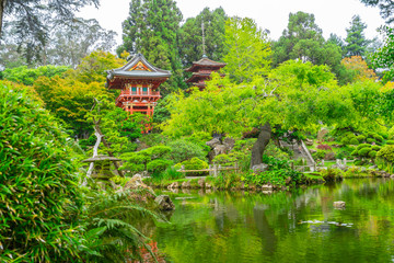 Obraz premium Beautiful Japanese Tea Garden in Golden Gate Park.
