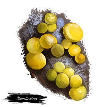 Bisporella citrina, fairy cups or lemon discos mushroom closeup digital art illustration. Boletus have smooth, bright yellow fruit bodies. Mushrooming season, plants growing in woods and forests