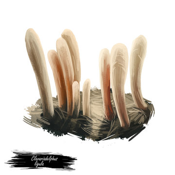 Clavariadelphus ligula or strap coral mushroom closeup digital art illustration. Boletus has white cream straight stem. Mushrooming season, plant of gathering plants growing in woods and forests