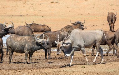 Fototapeta premium Eland Antelope