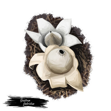 Geastrum fimbriatum, fringed or sessile earthstar mushroom closeup digital art illustration. Boletus has white or cream fruit body and looks like start or flower. Plants growing in wood and forest