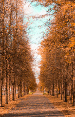 Avenue of trees with yellow foliage