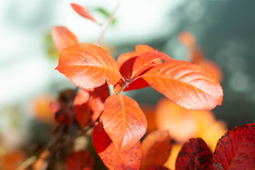 Branch of a Bush with orange leaves