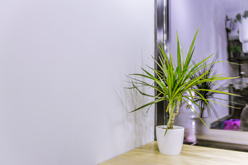 beauty salon white minimalistic interior green plant vase windowsill and empty wall background with copy space for text