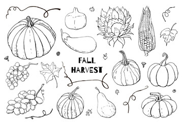 Collection of autumn  doodles. Fall harvest. Vector stock set. Cute icons for postcards, greetings, cards, logo, coloring book, printed materials.  Food background. Hand drawn design elements. 