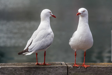 Two seagulls posing on a riverbank in Sydney, Australia