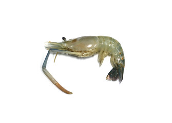 Fresh shrimp isolated on white background.