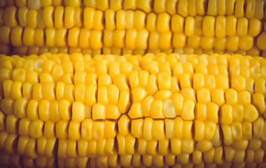 yellow corn.fresh organic sweet corn background. 