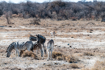 Telephoto shot of a group of Burchell's Plains zebras -Equus quagga burchelli- standing on the plains of Etosha National Park, Namibia.