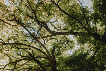 tree canopy background