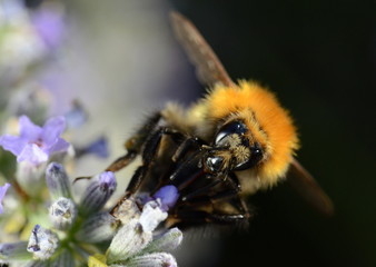 une abeille butine. Un bourdon butine.